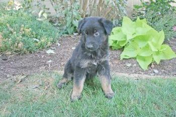 Puppies in PA